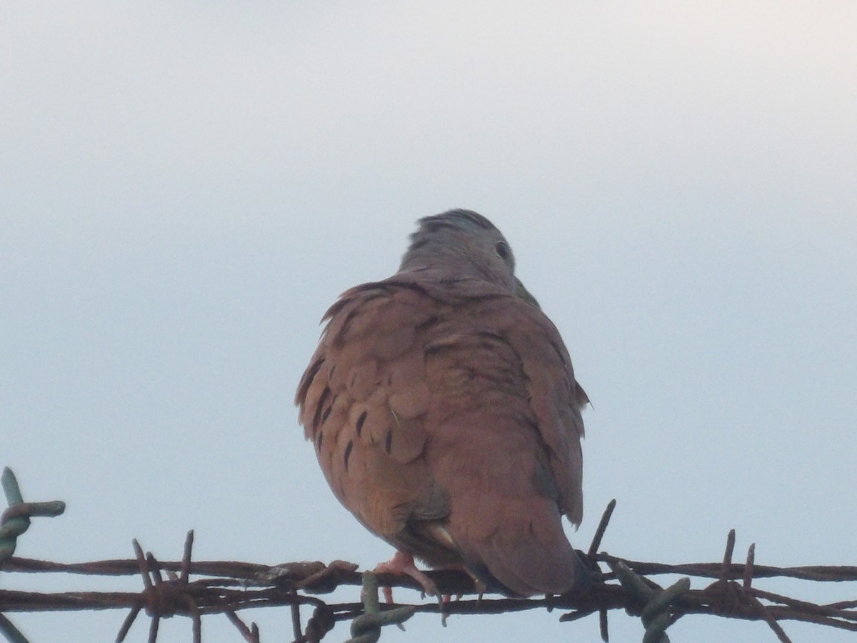 Ruddy Ground Dove - ML640396411