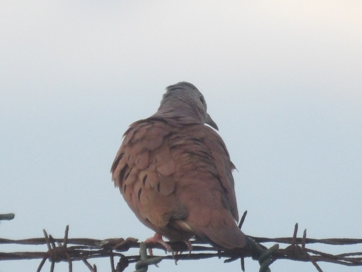 Ruddy Ground Dove - ML640396412