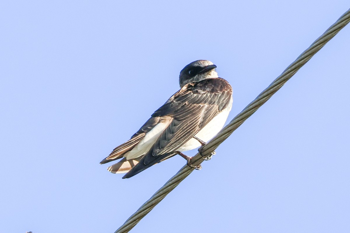 Bank Swallow - ML640396420