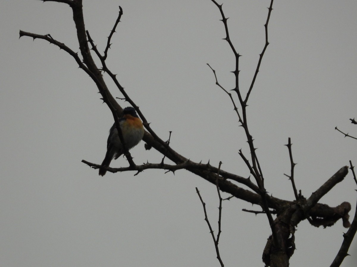 Tickell's Blue Flycatcher - ML640396432