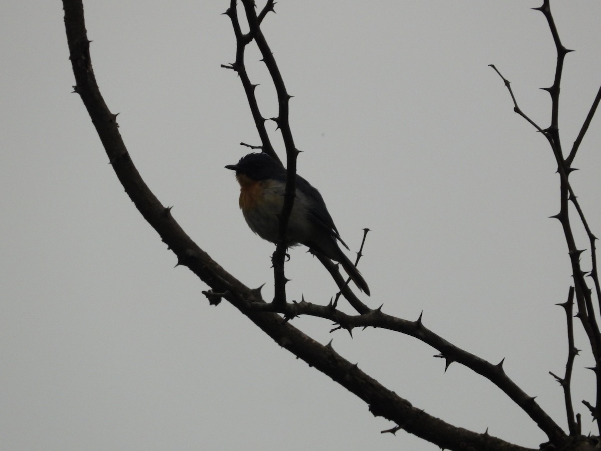 Tickell's Blue Flycatcher - ML640396433