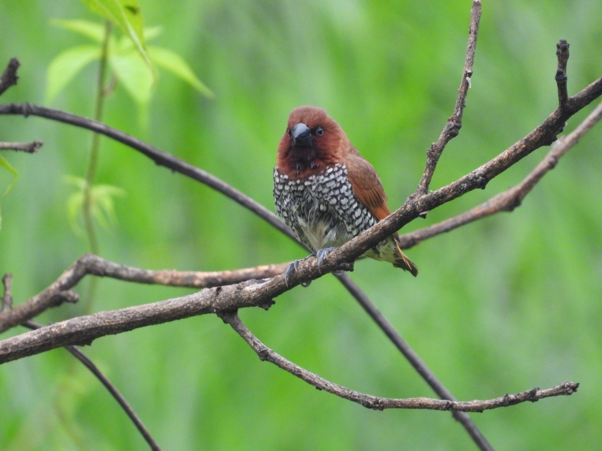Scaly-breasted Munia - ML640396438