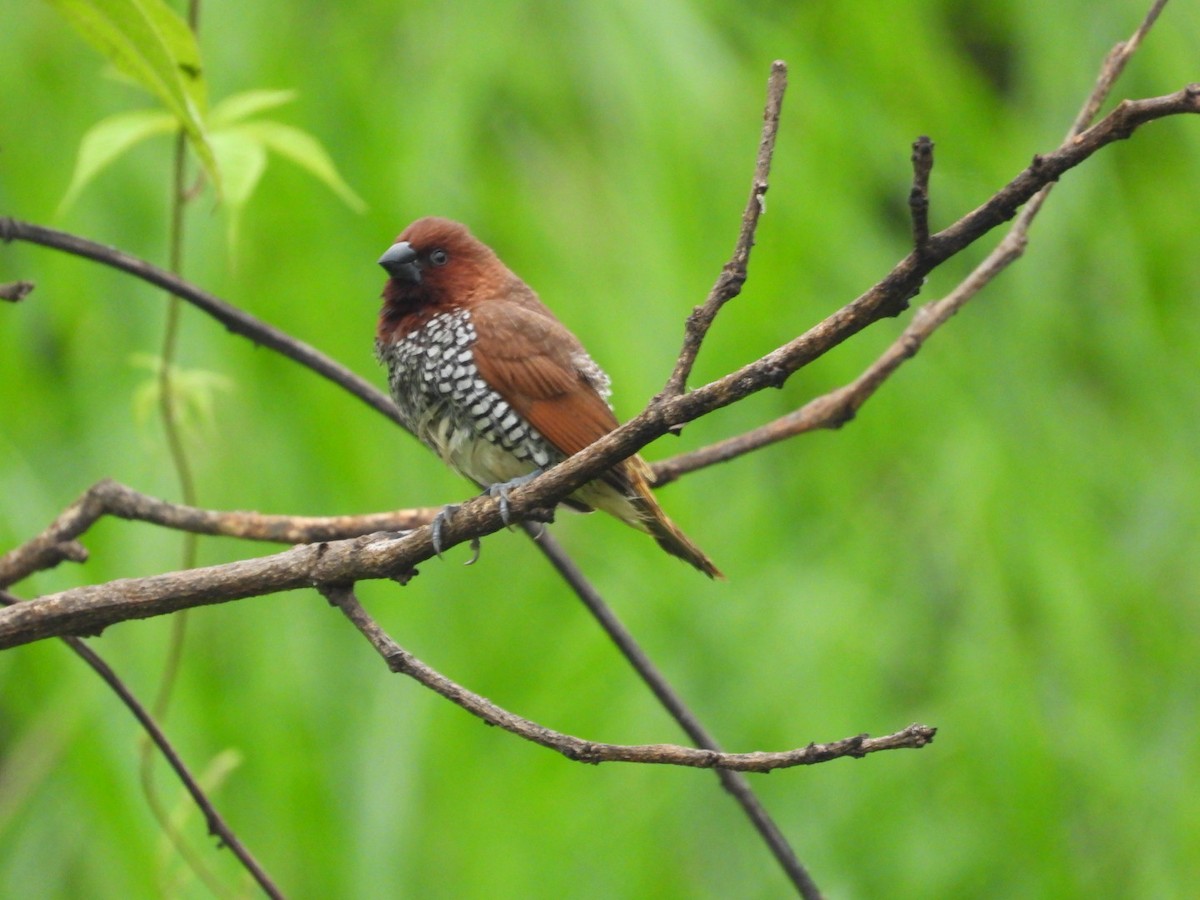 Scaly-breasted Munia - ML640396439