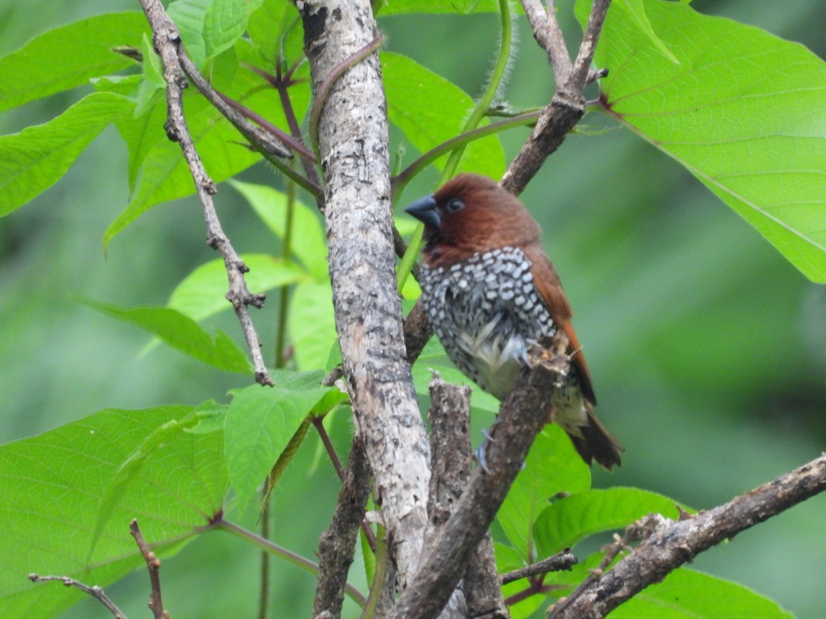 Scaly-breasted Munia - ML640396440