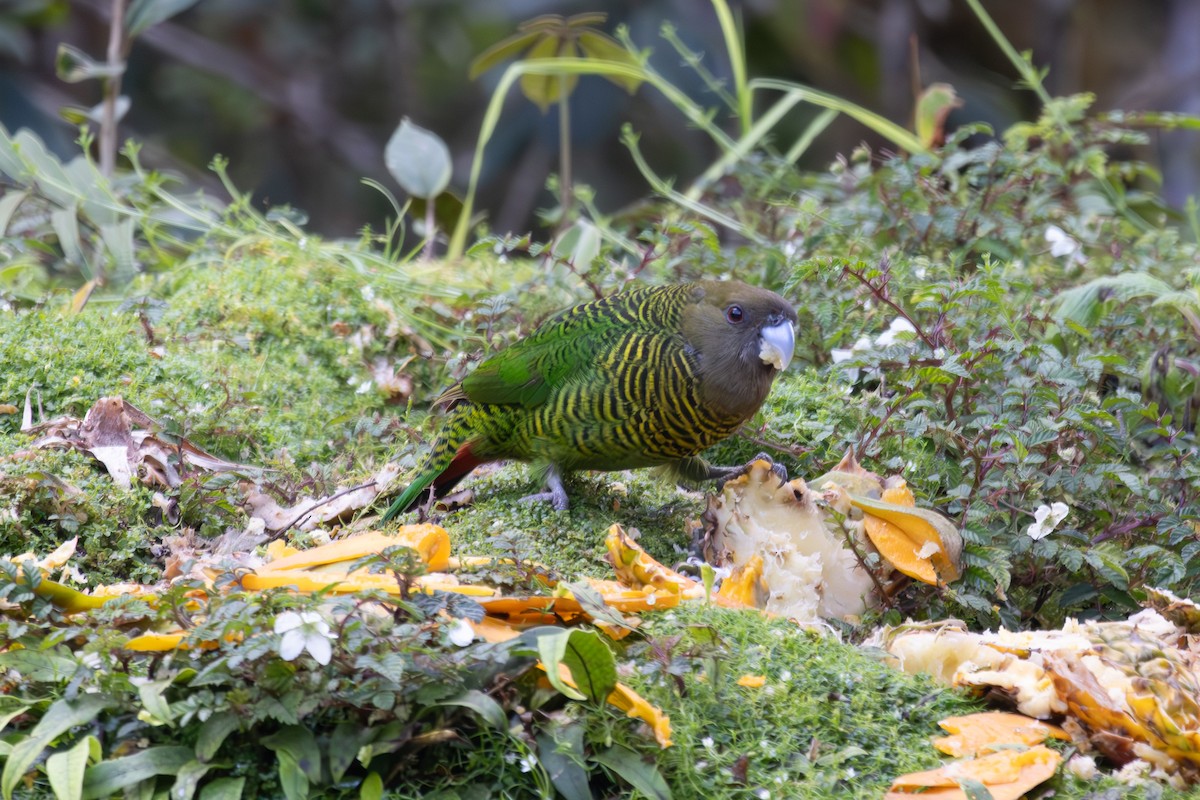 Brehm's Tiger-Parrot - ML640396451