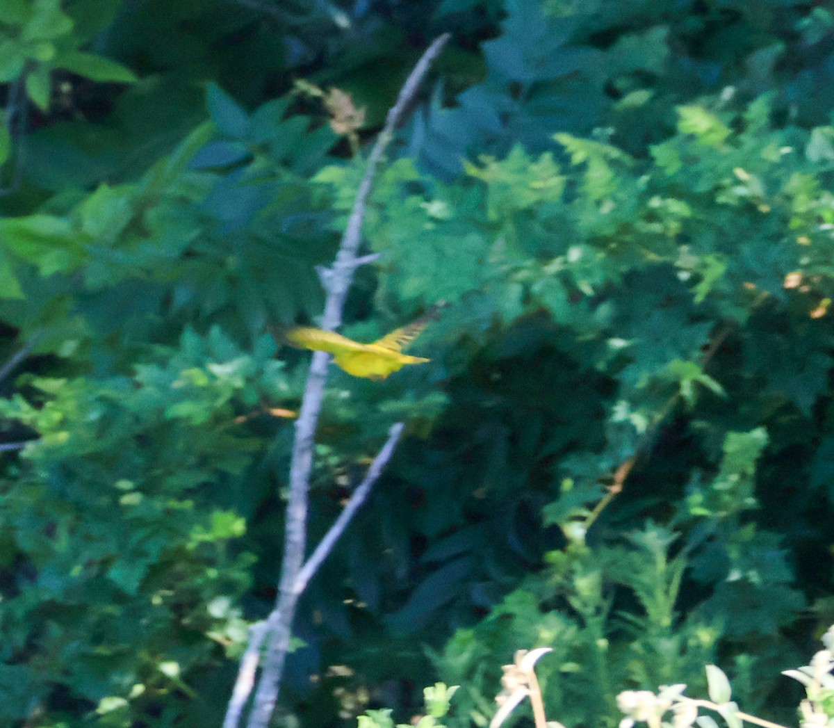 Yellow Warbler - ML640396452