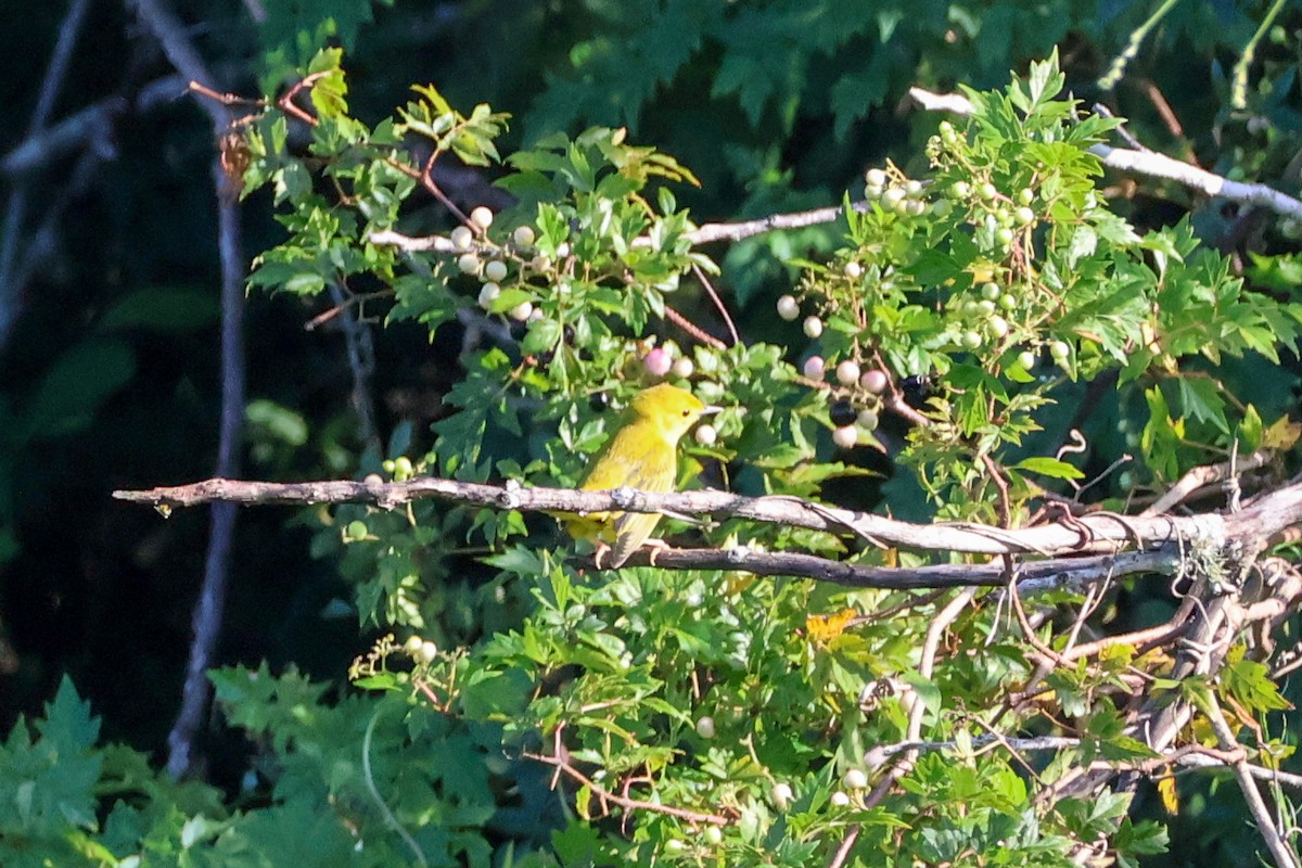 Yellow Warbler - ML640396453