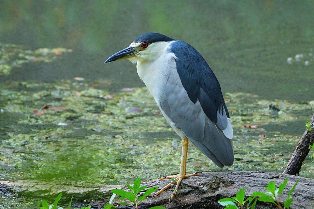 Black-crowned Night Heron - ML640396461