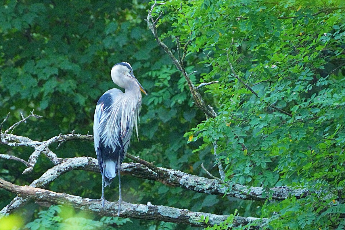 Great Blue Heron - ML640396483