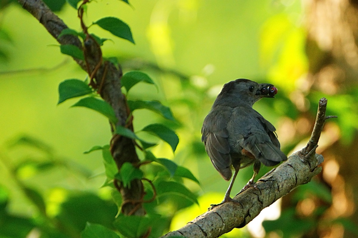 Gray Catbird - ML640396505