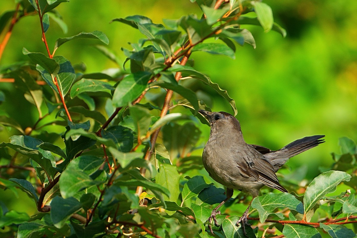 Gray Catbird - ML640396506