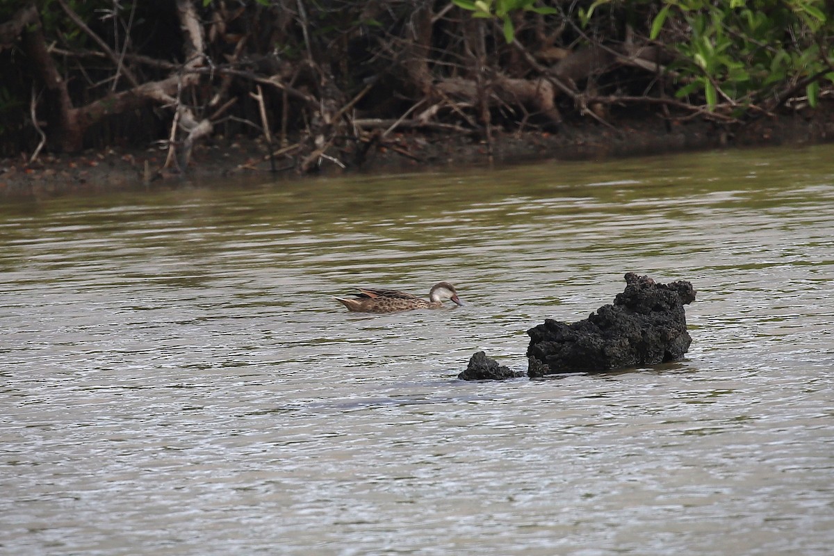 White-cheeked Pintail (Galapagos) - ML640396532