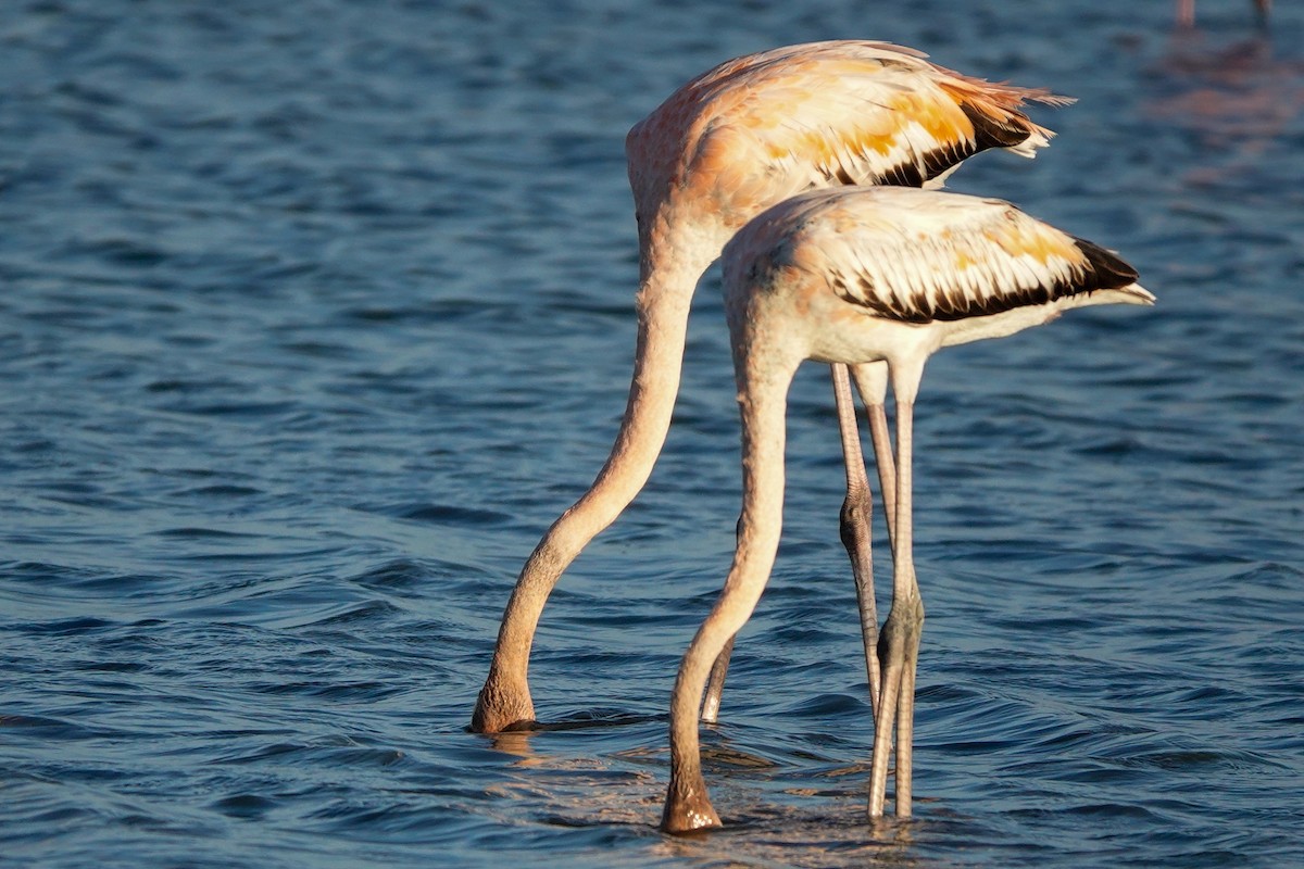 American Flamingo - ML640396551