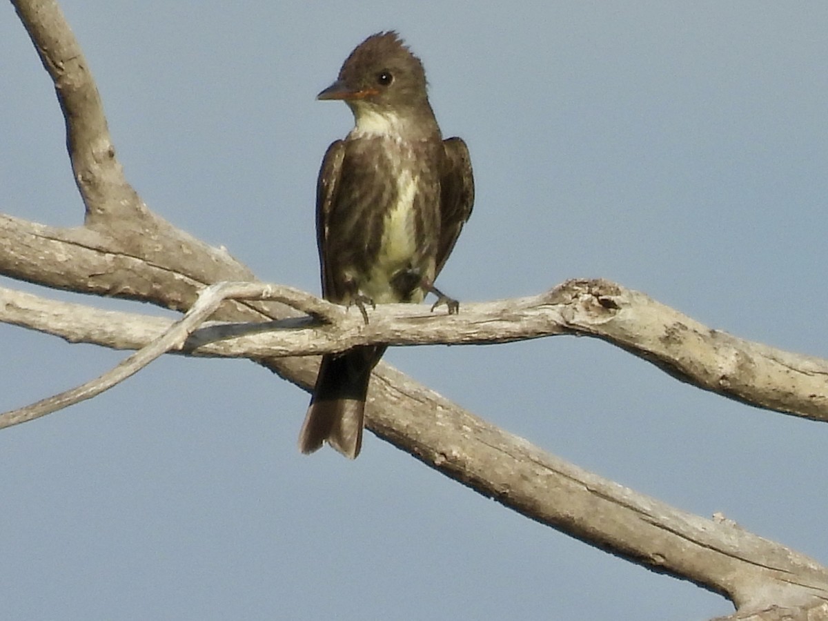 Olive-sided Flycatcher - ML640396574