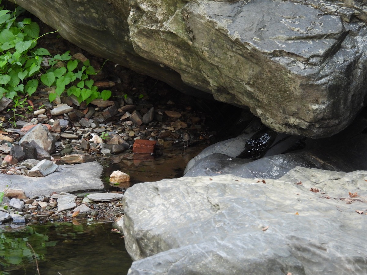White-crowned Forktail - ML640396649
