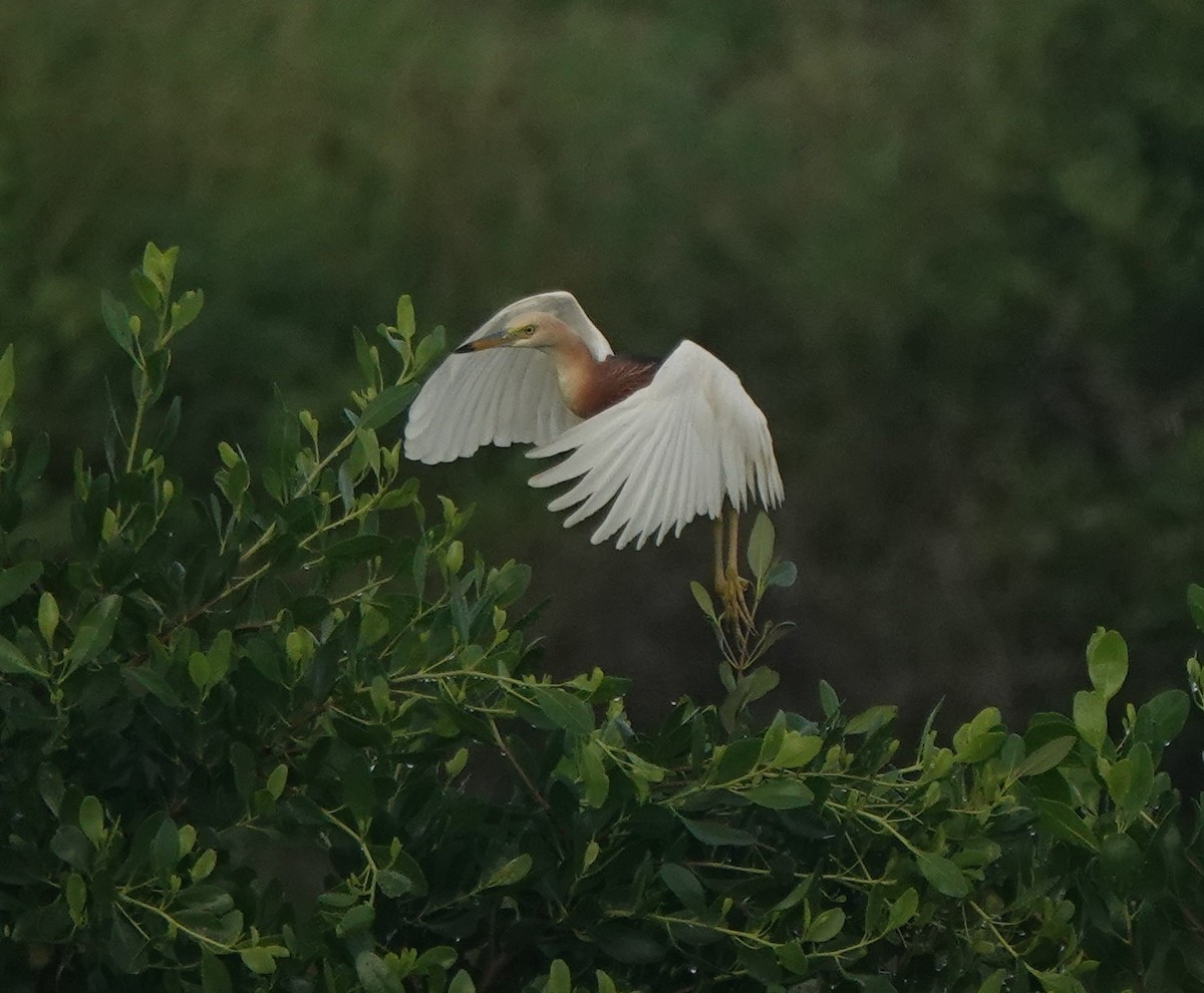 Javan Pond-Heron - ML640396655