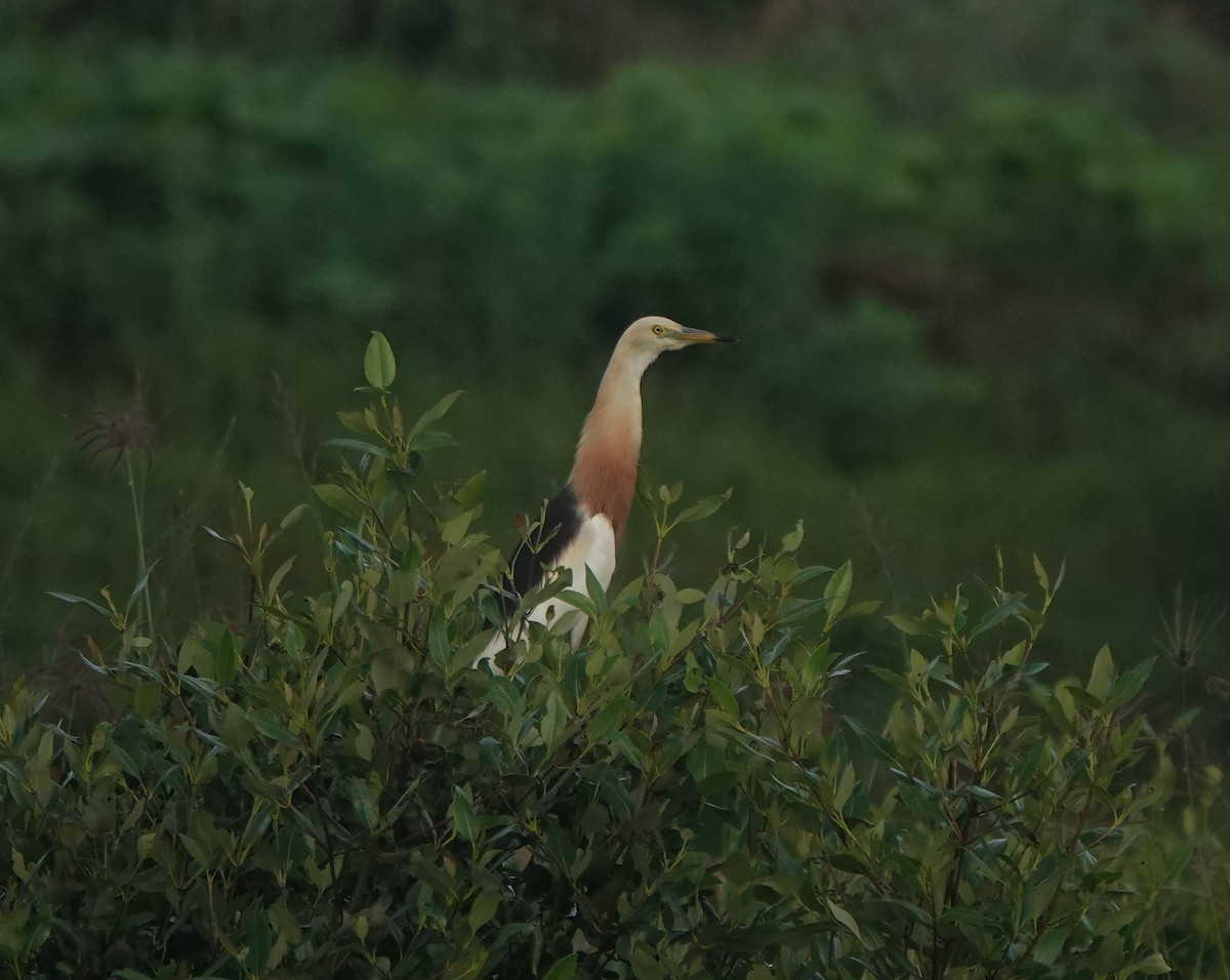 Javan Pond-Heron - ML640396656