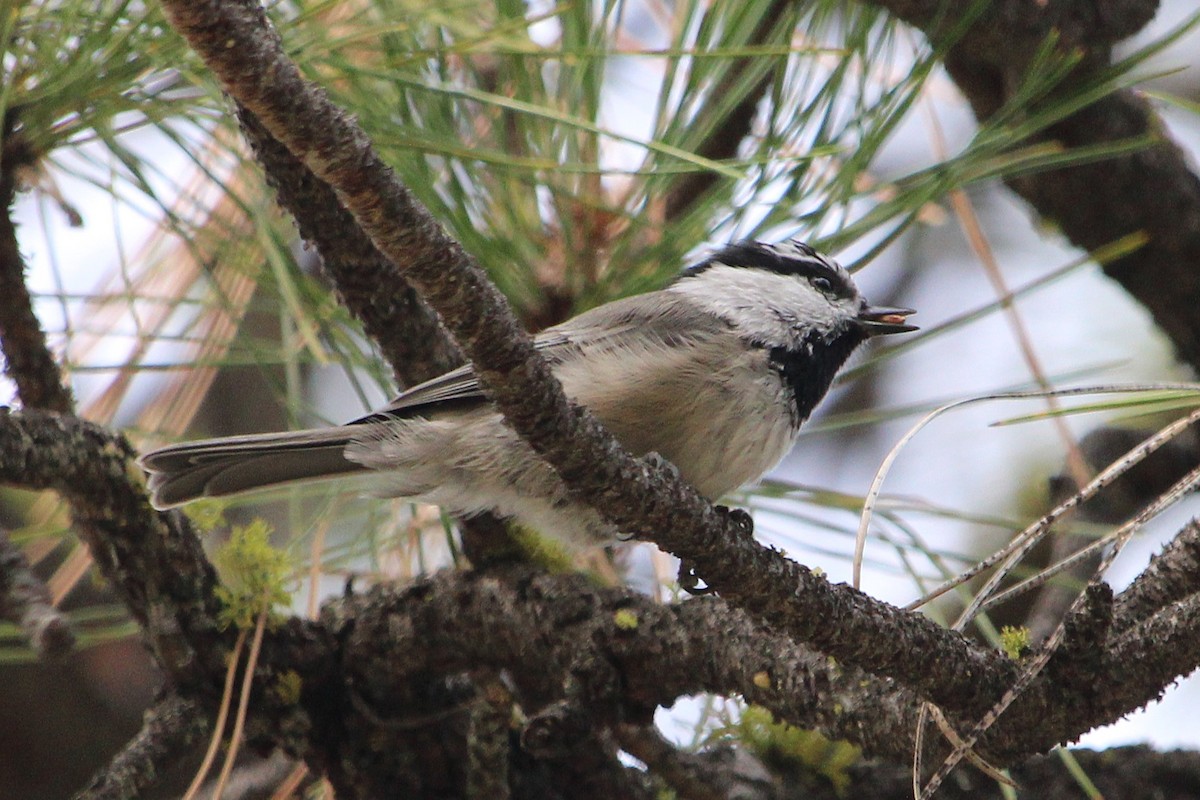 Mountain Chickadee - ML640396828