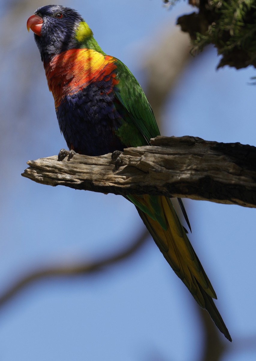 Rainbow Lorikeet - ML640396829