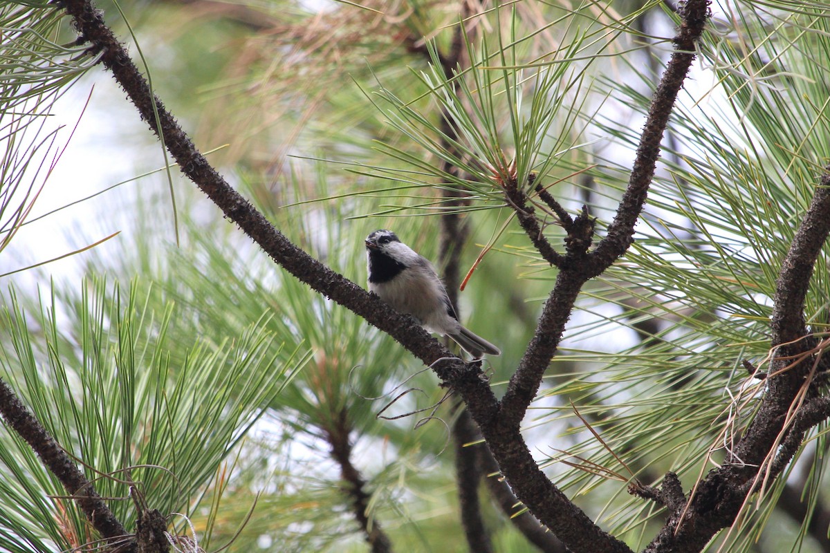 Mountain Chickadee - ML640396850