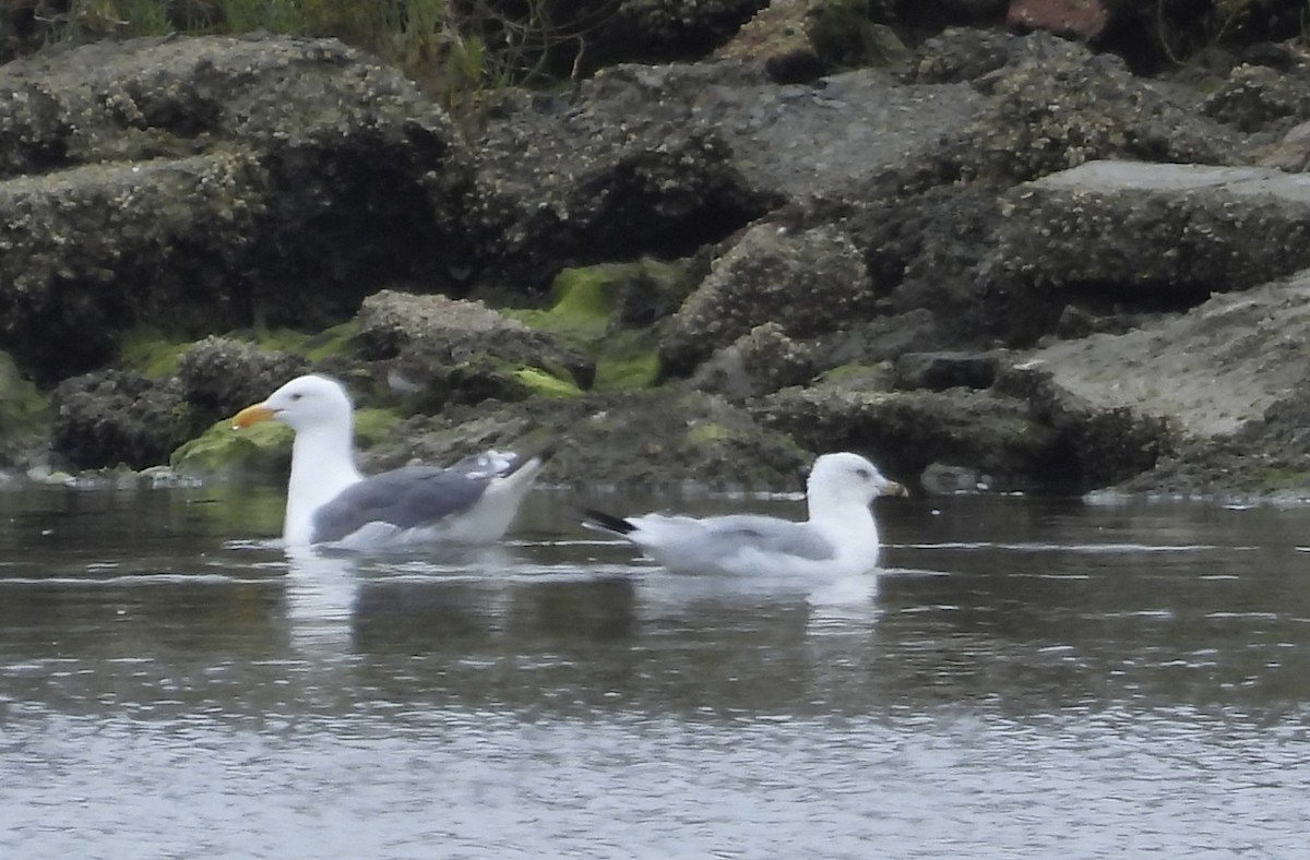 Western Gull - ML640396890