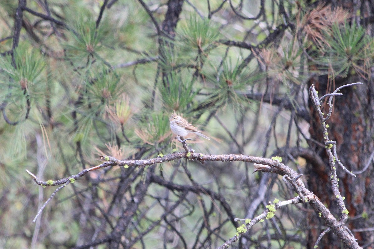 Chipping Sparrow - ML640396907