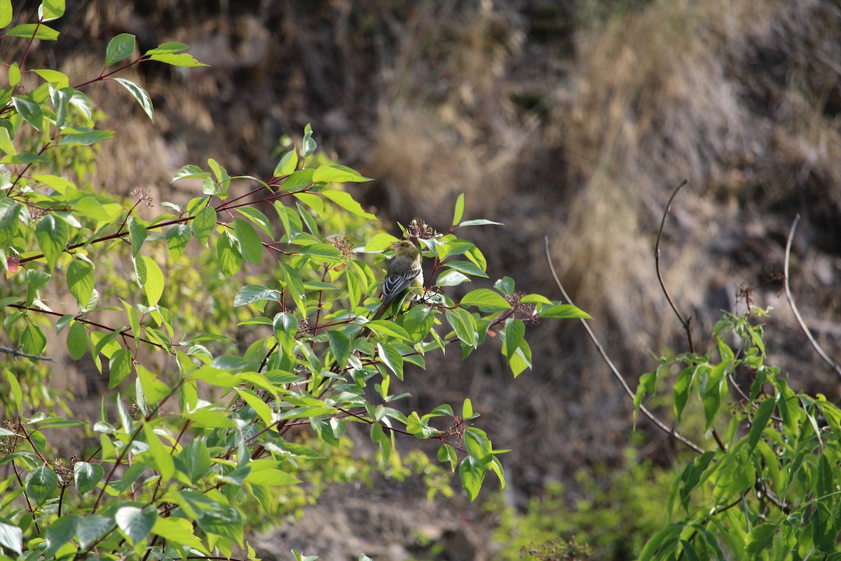Bullock's Oriole - ML640396945