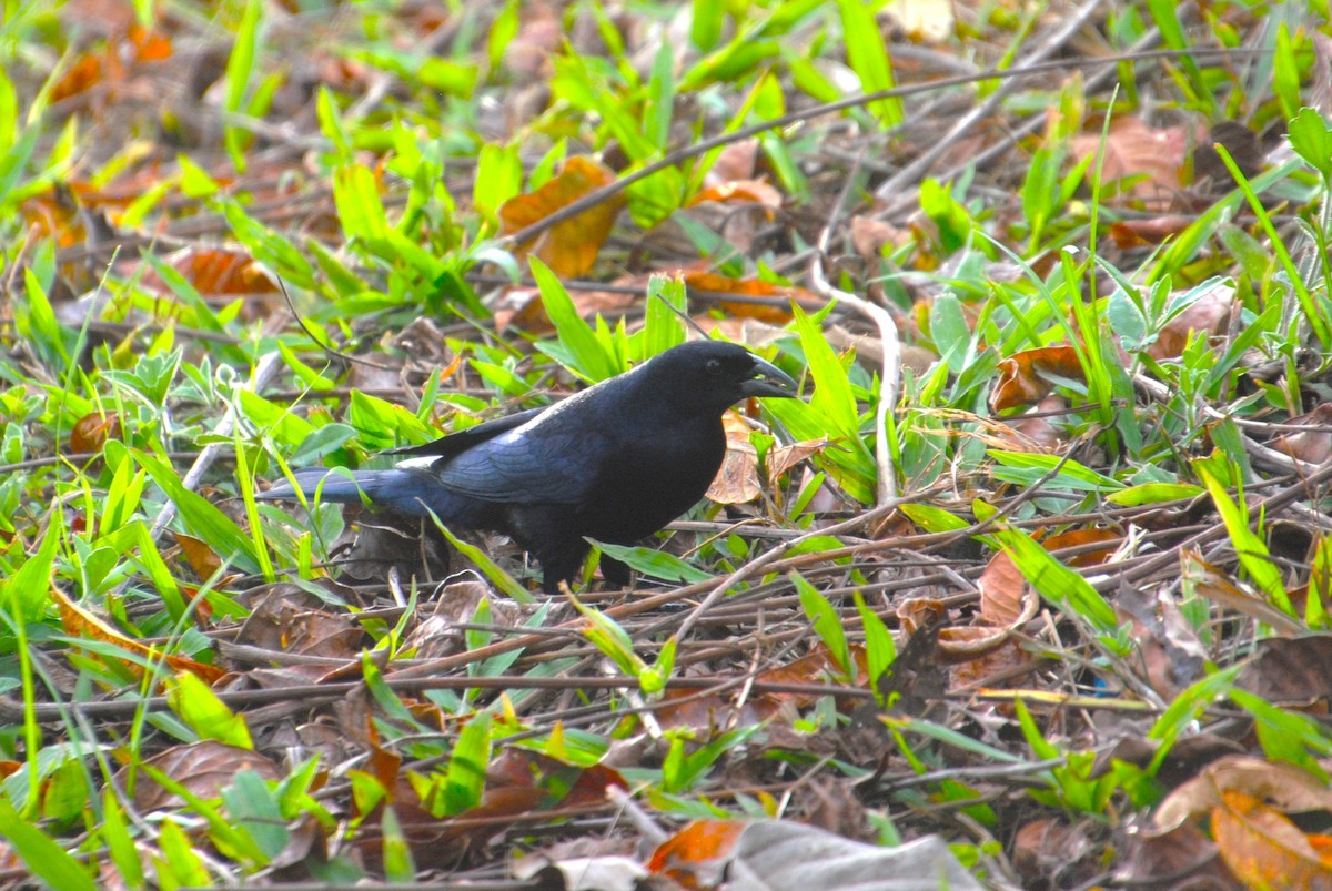 Shiny Cowbird - ML640396968