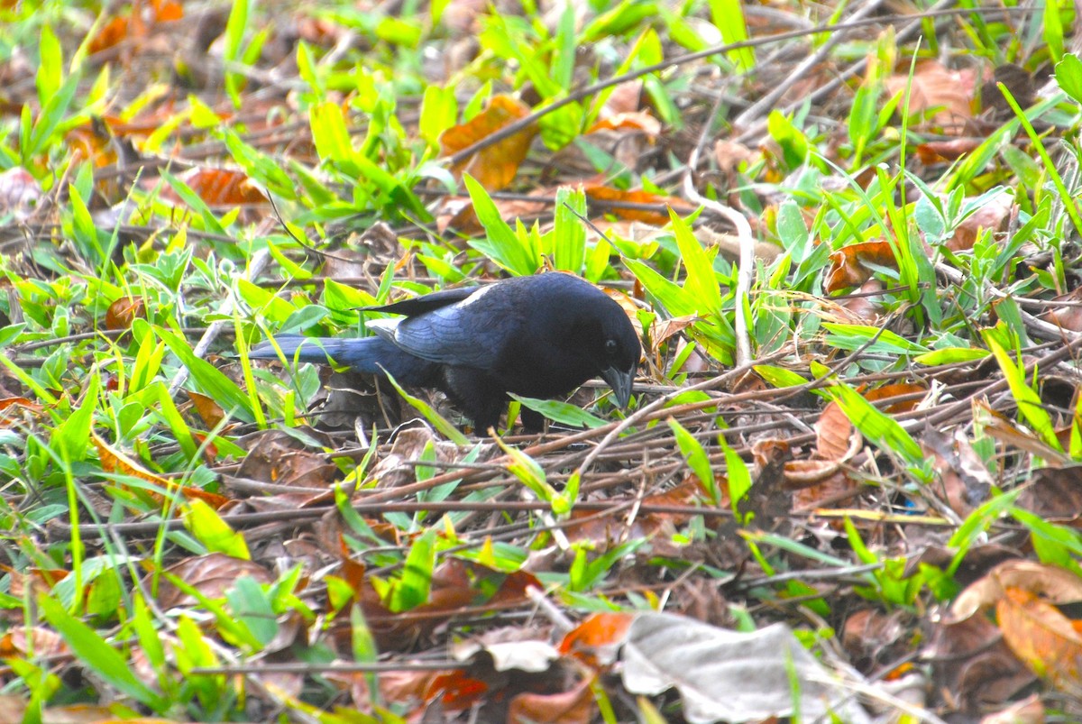 Shiny Cowbird - ML640396969