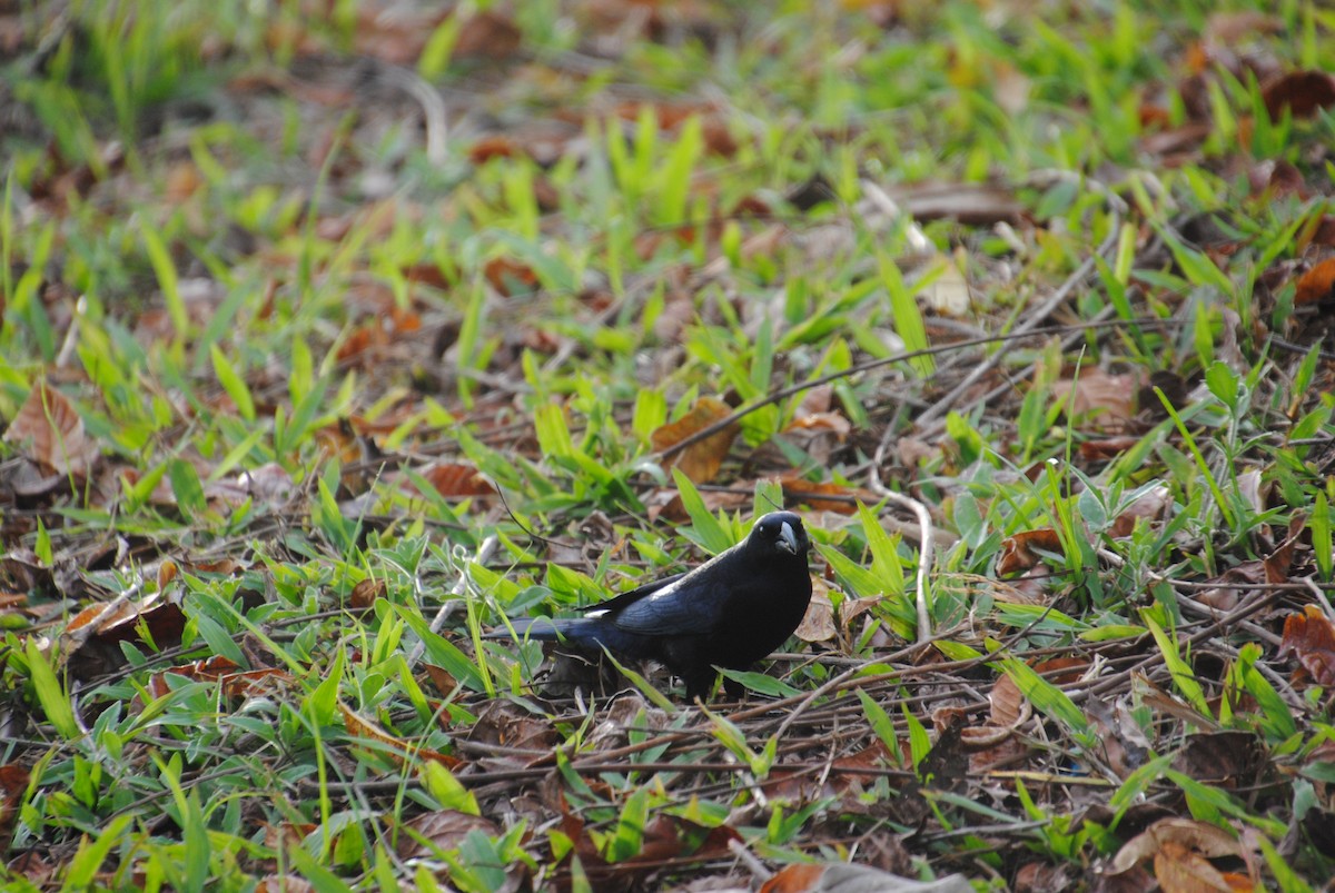 Shiny Cowbird - ML640396970