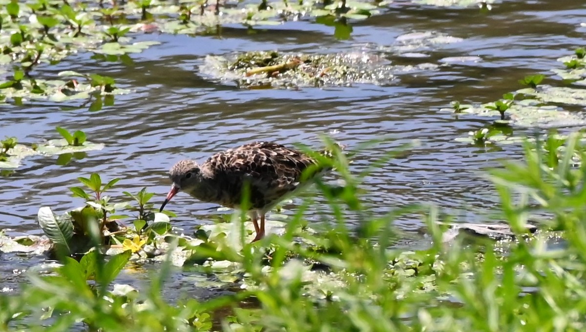 Ruff - ML640397029