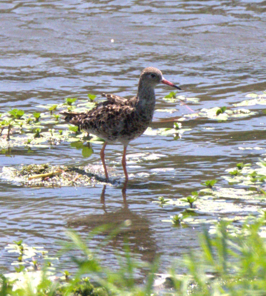 Ruff - ML640397031