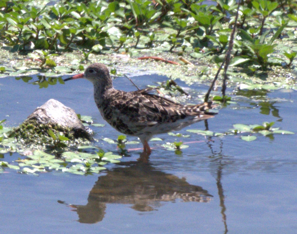 Ruff - ML640397032