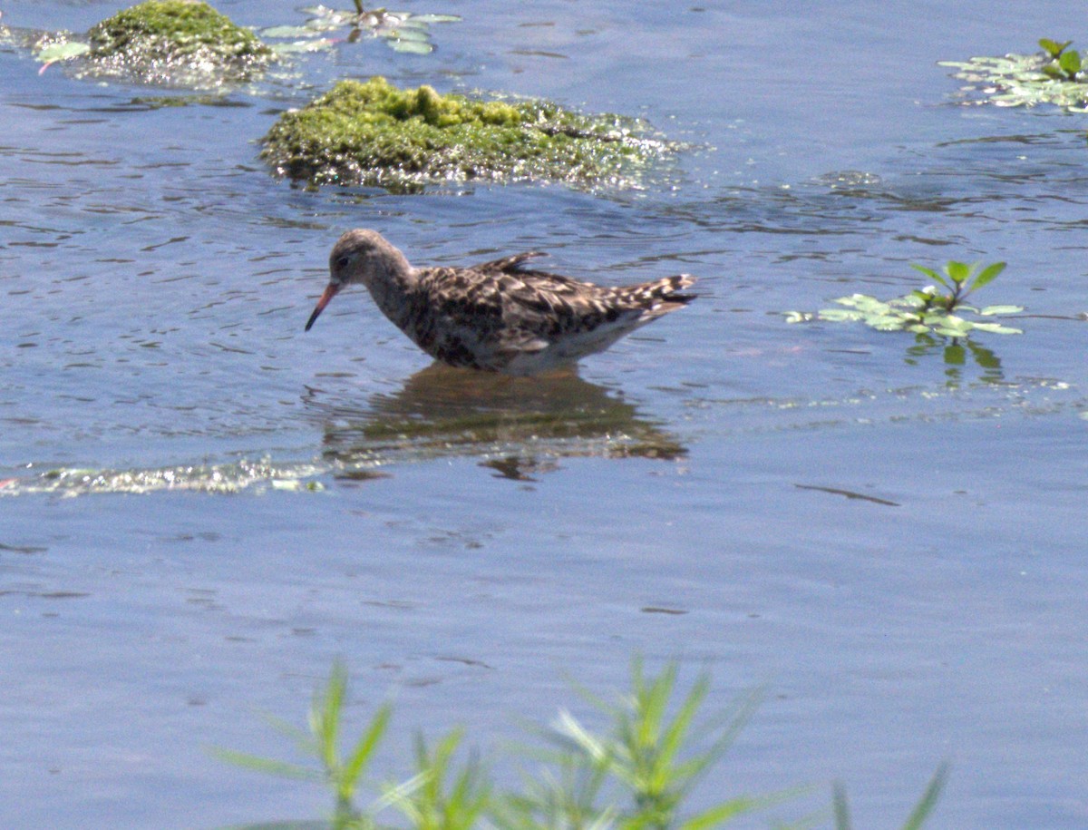 Ruff - ML640397033