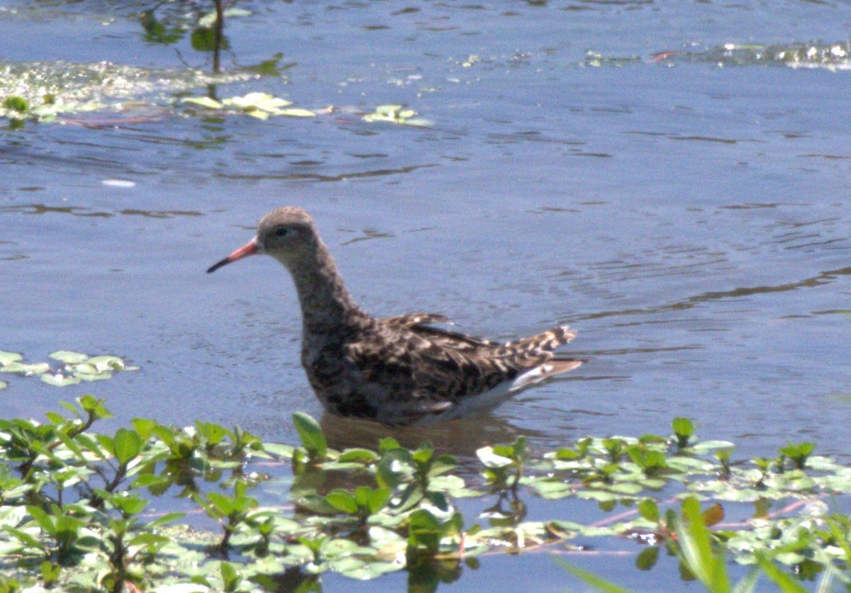 Ruff - ML640397035