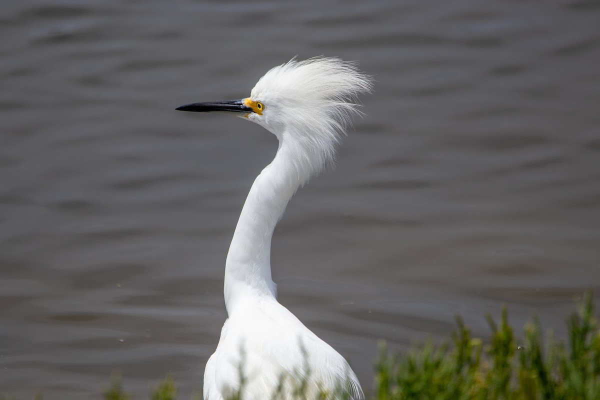 Snowy Egret - ML640397058