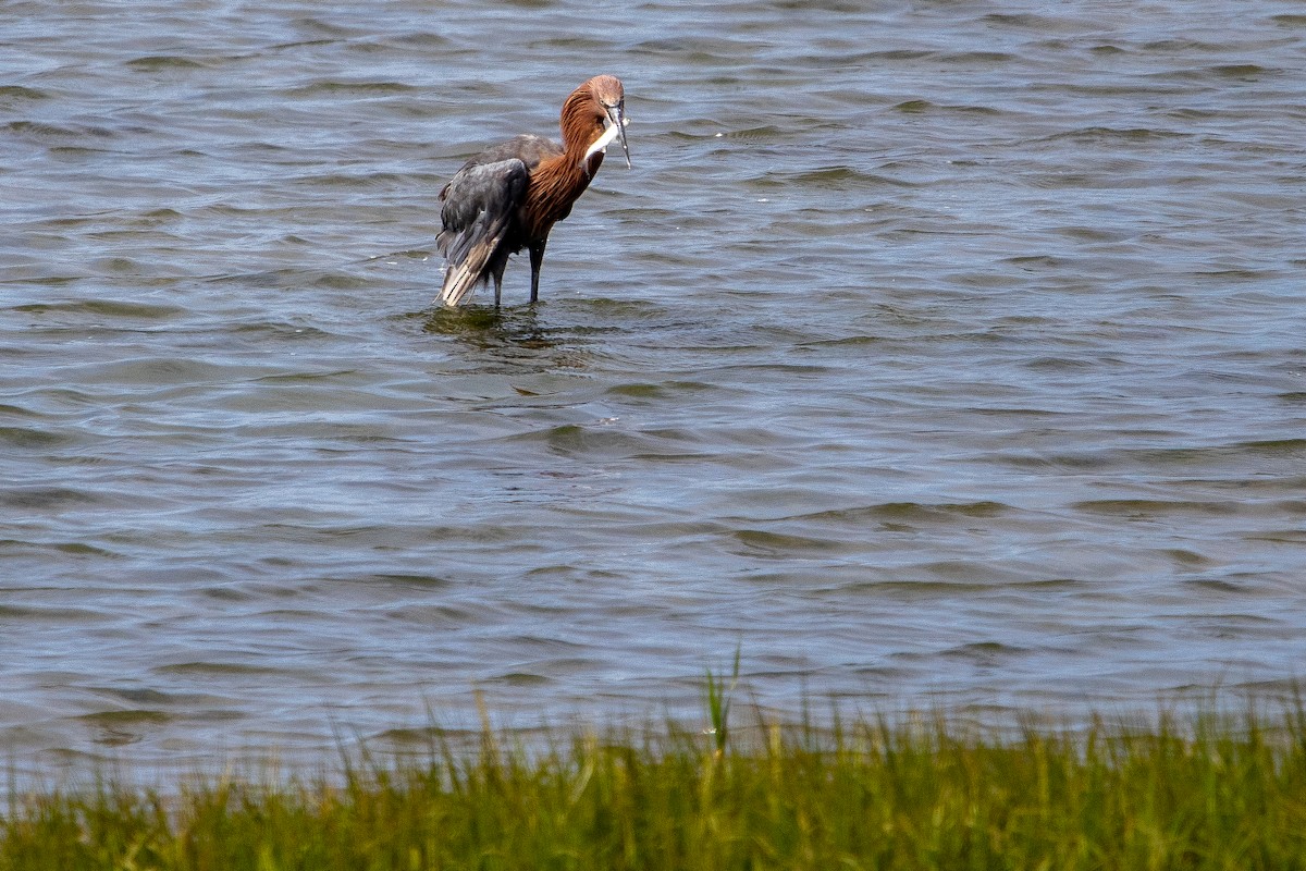 Reddish Egret - ML640397085