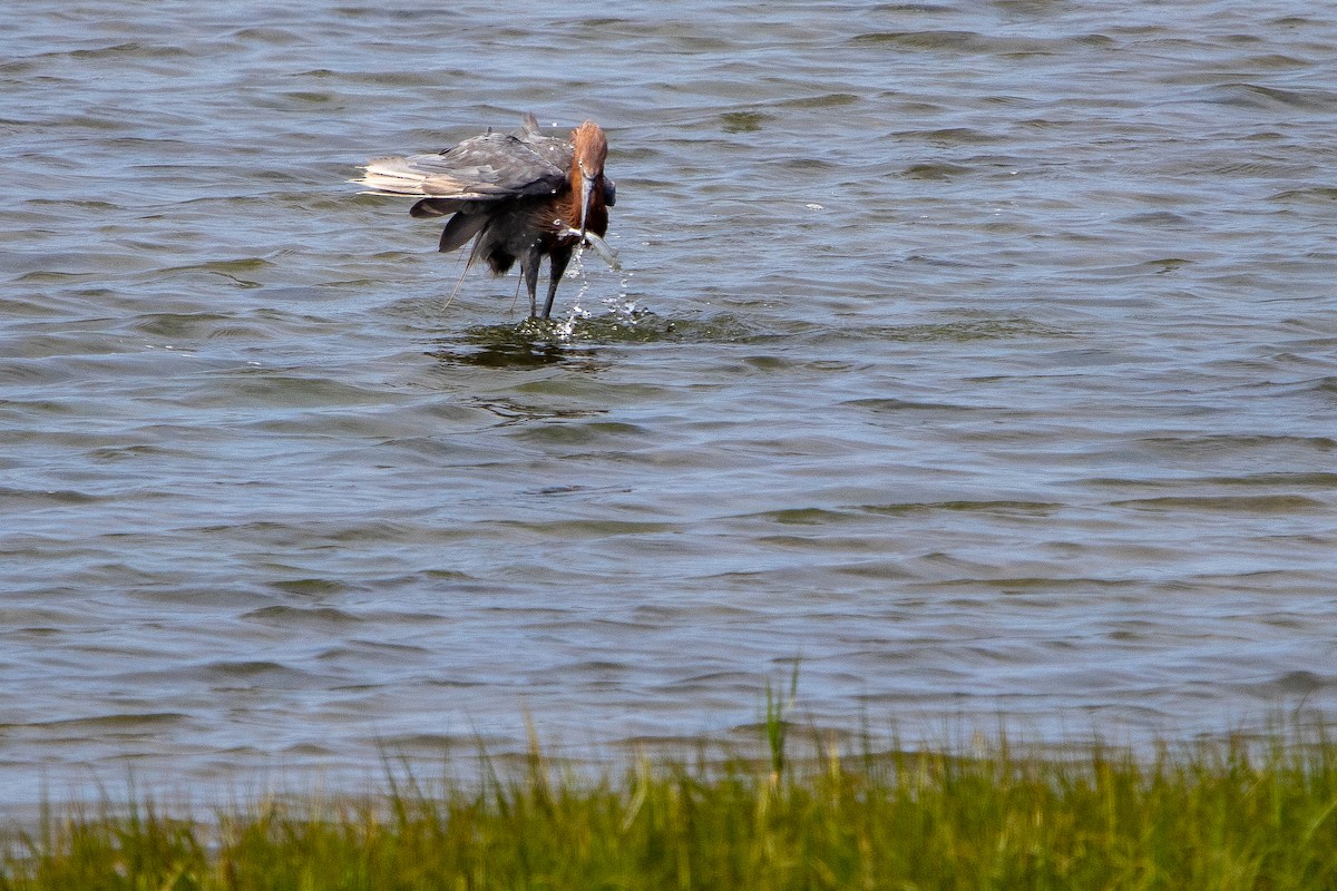 Reddish Egret - ML640397086