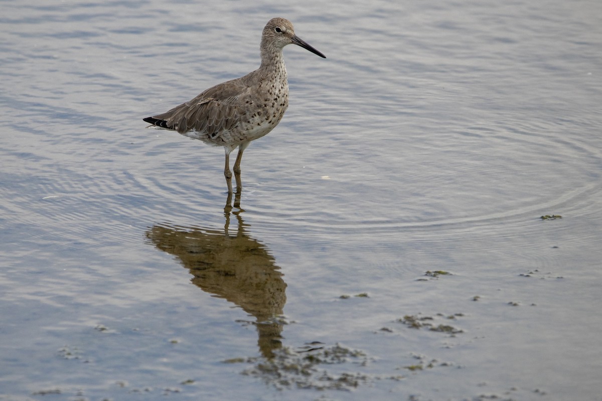 Willet - ML640397181