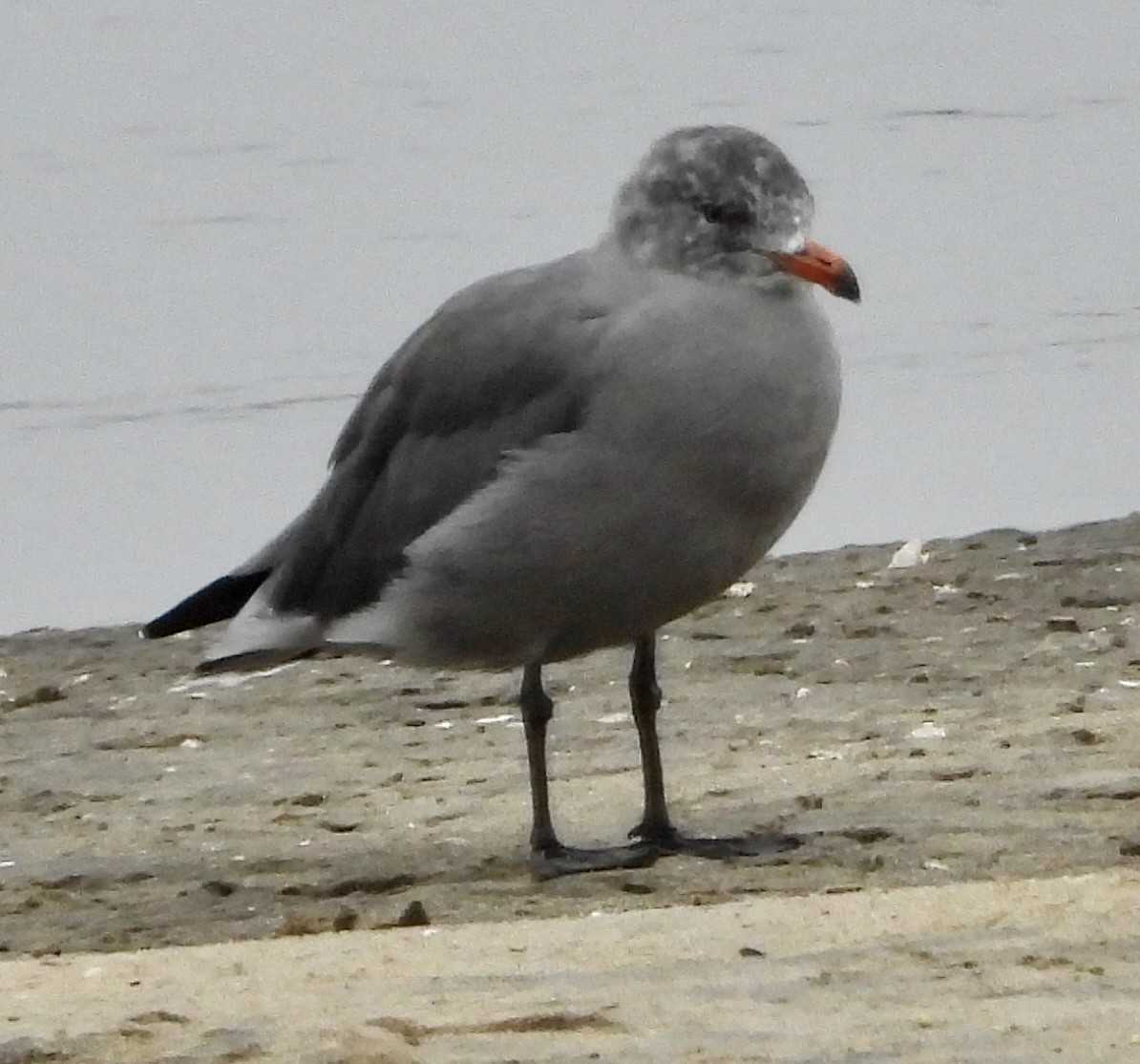 Heermann's Gull - ML640397226
