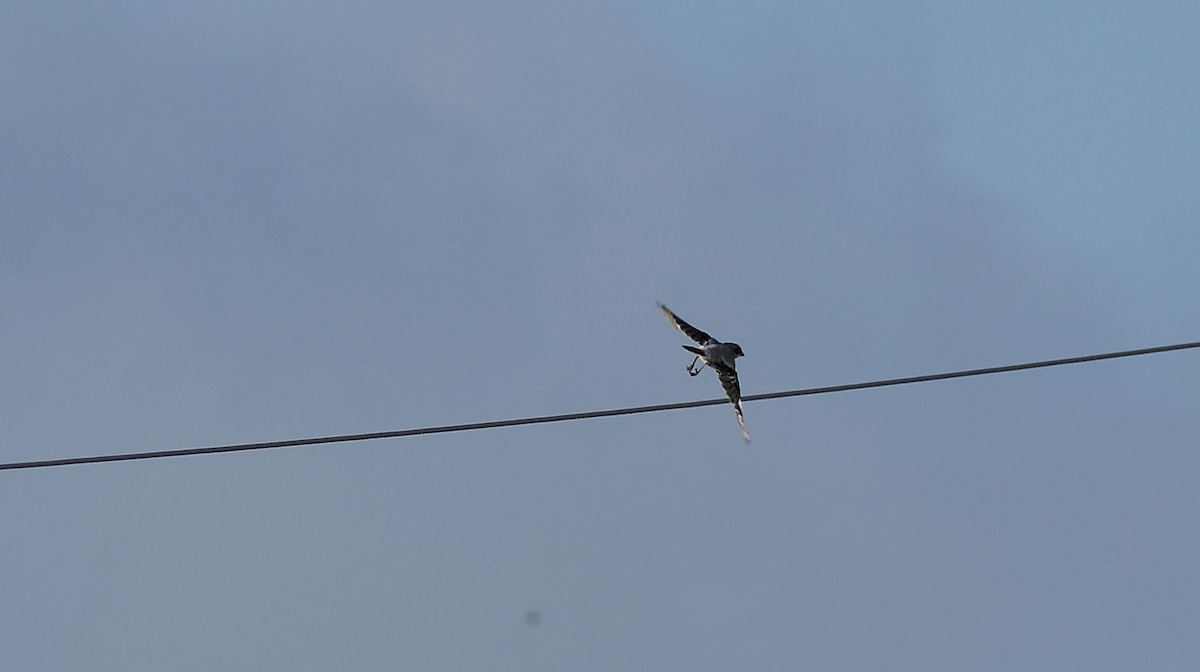 Loggerhead Shrike - ML640397229