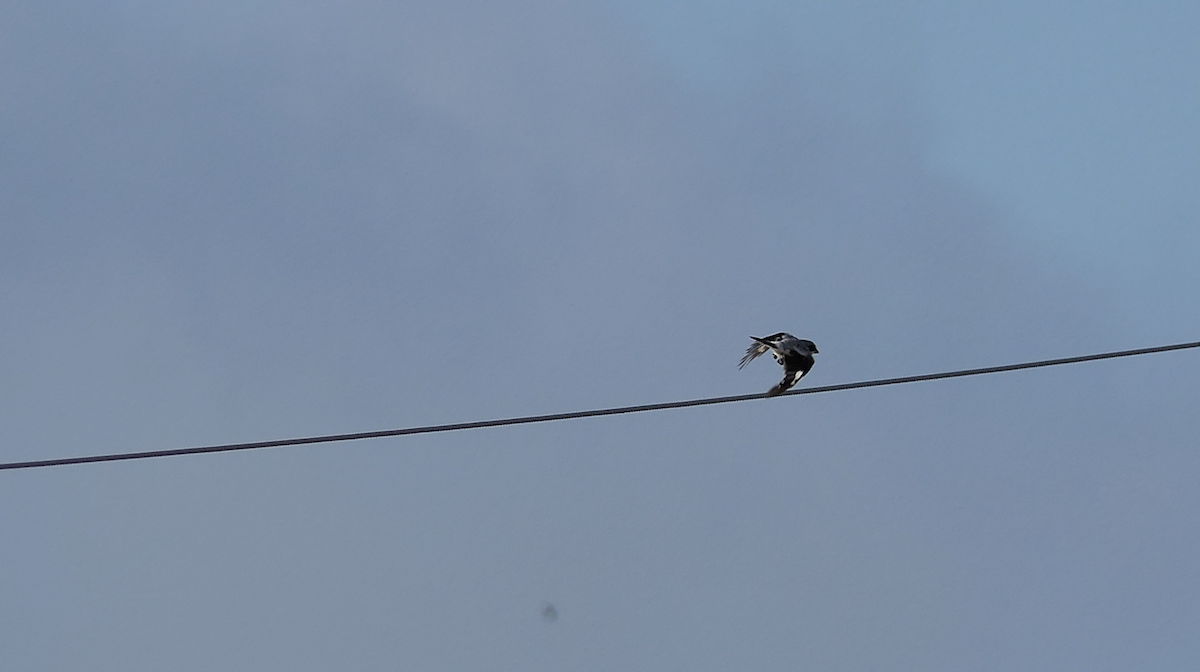 Loggerhead Shrike - ML640397230