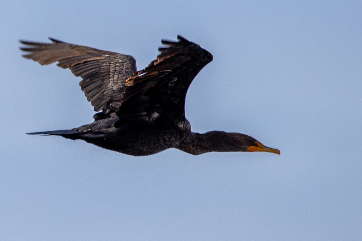 Double-crested Cormorant - ML640397239