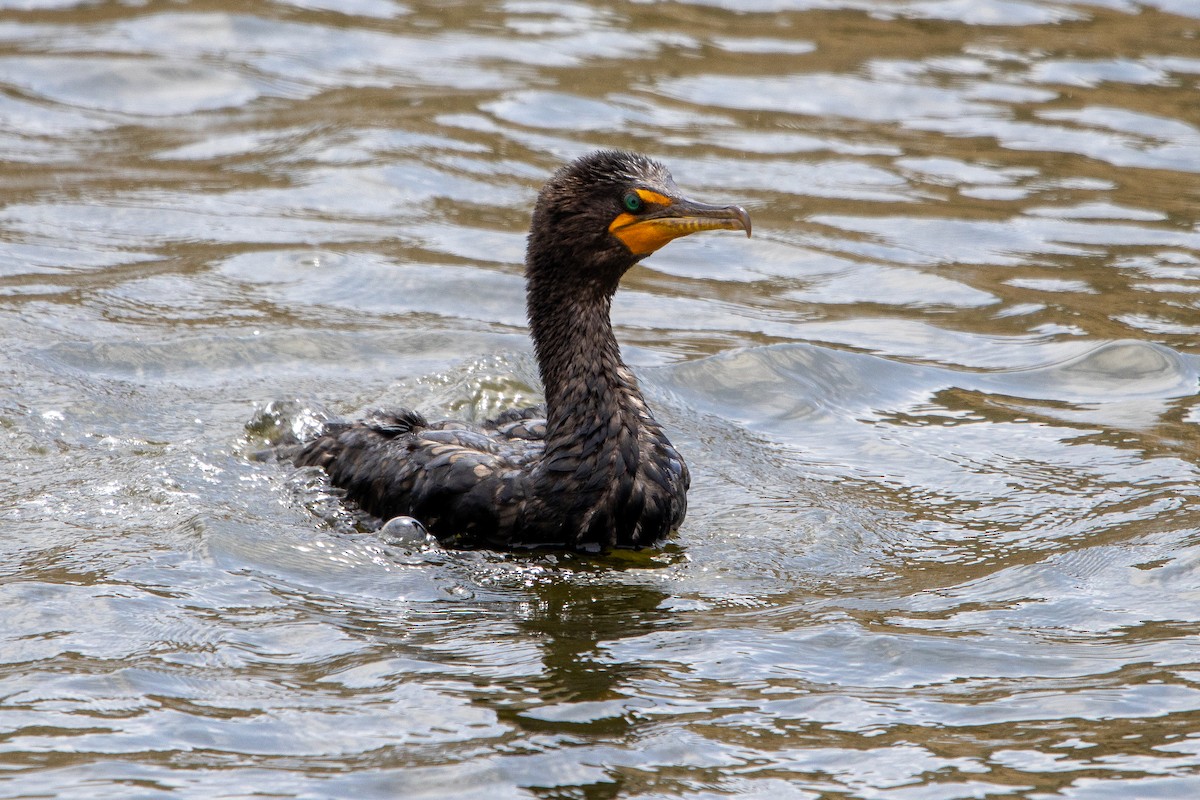 Double-crested Cormorant - ML640397240