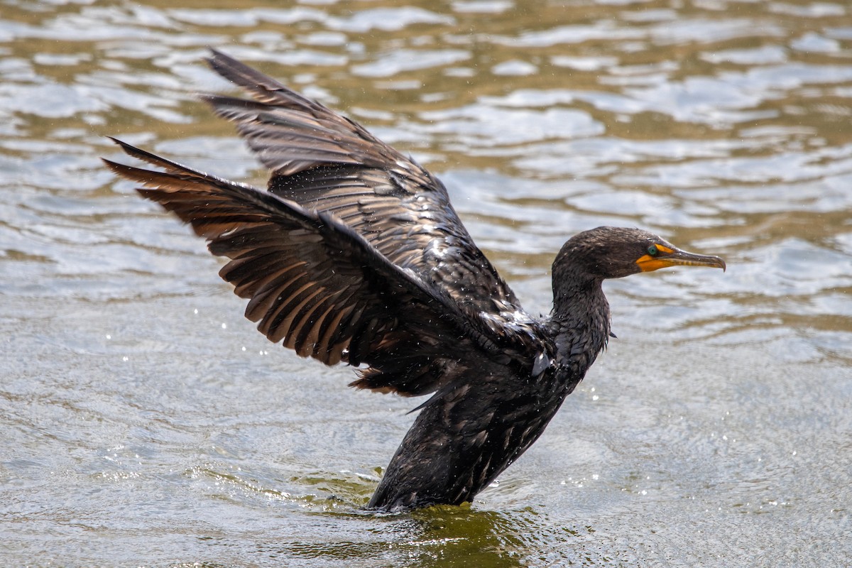 Double-crested Cormorant - ML640397241
