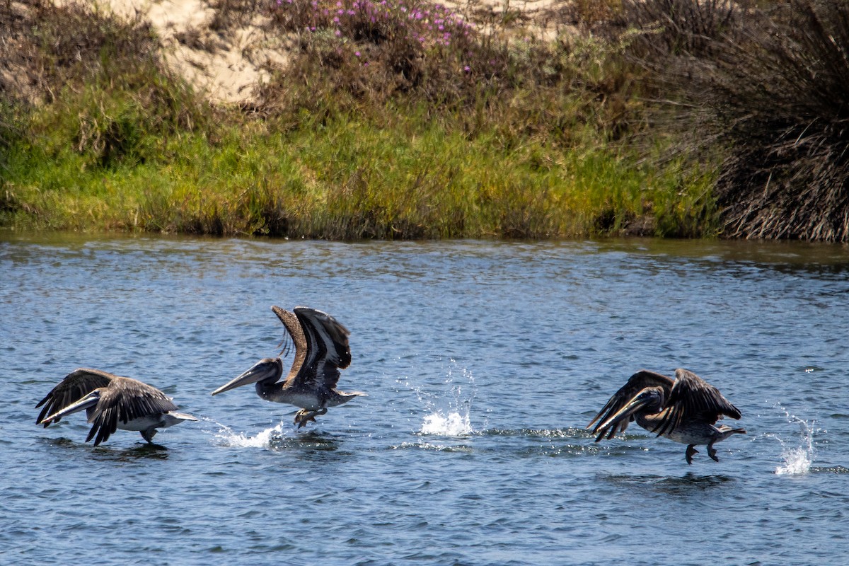 Brown Pelican - ML640397255