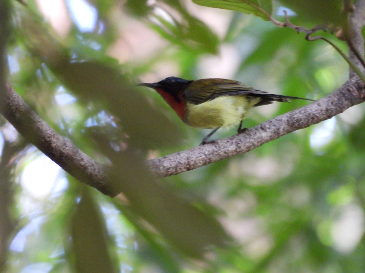 Fork-tailed Sunbird - ML640397275