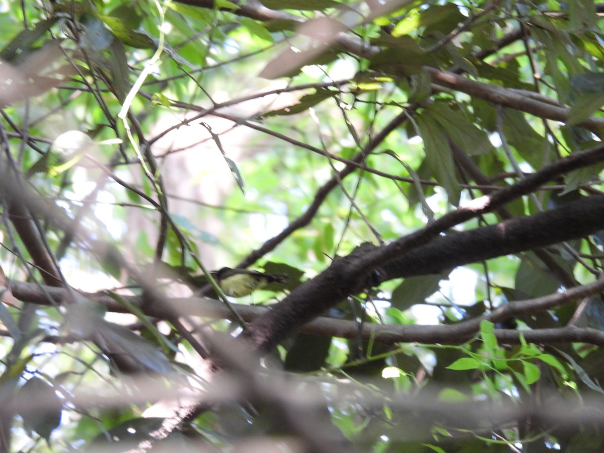 Fork-tailed Sunbird - ML640397276