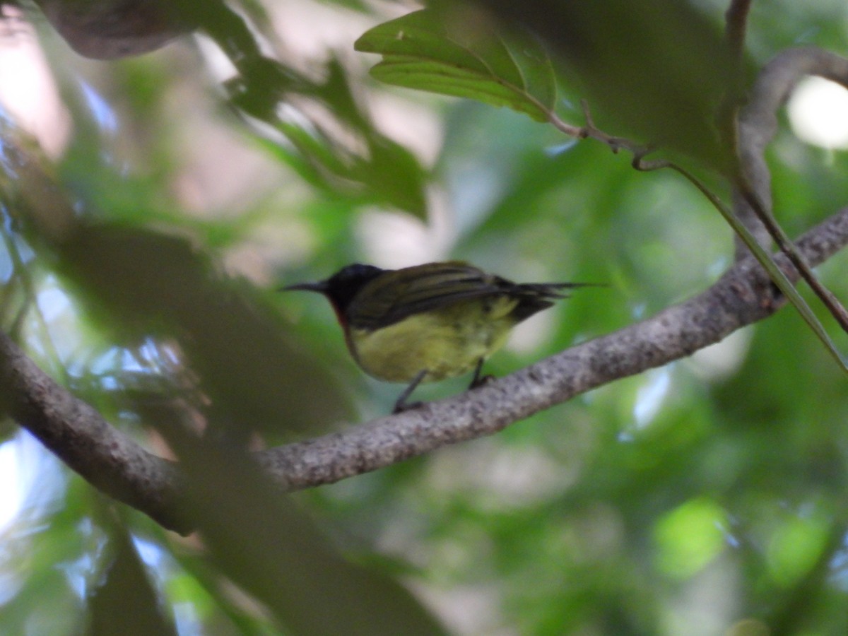 Fork-tailed Sunbird - ML640397277