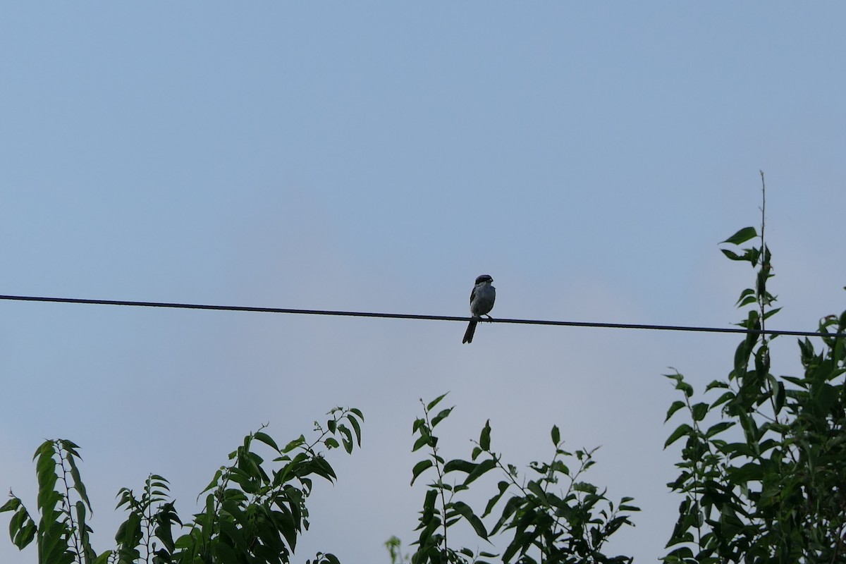 Loggerhead Shrike - ML640397278